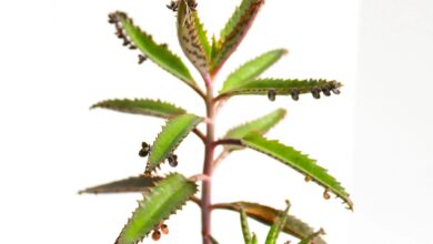 Mother of thousands