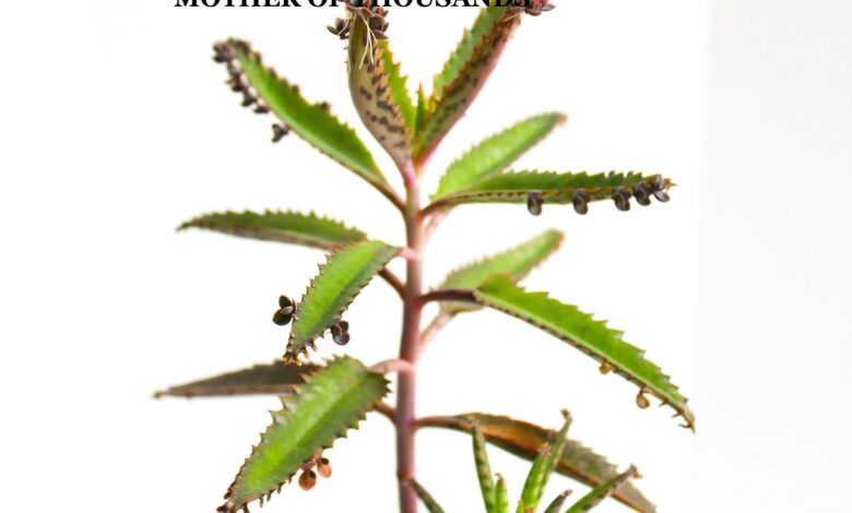 Mother of thousands