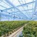 Green Horizons of Modern Cannabis Branding